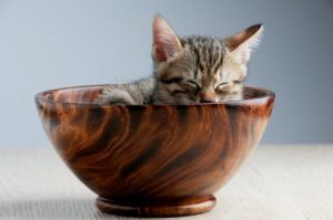kitten in a bowl